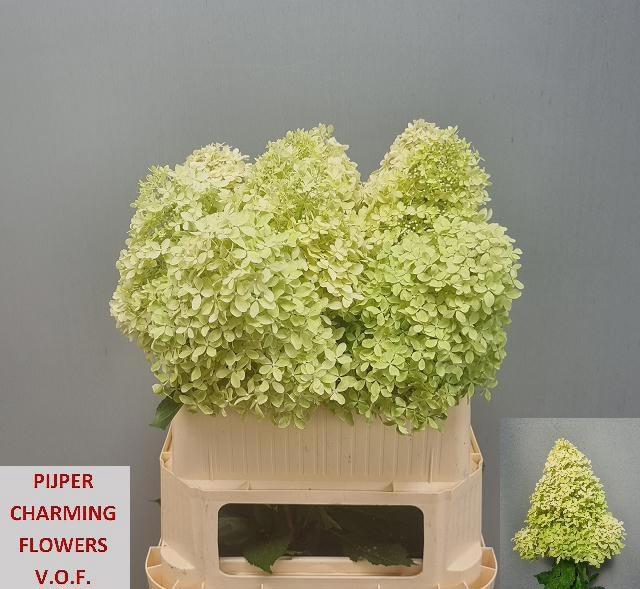 <h4>HYDR PA MAG LIME SPA</h4>