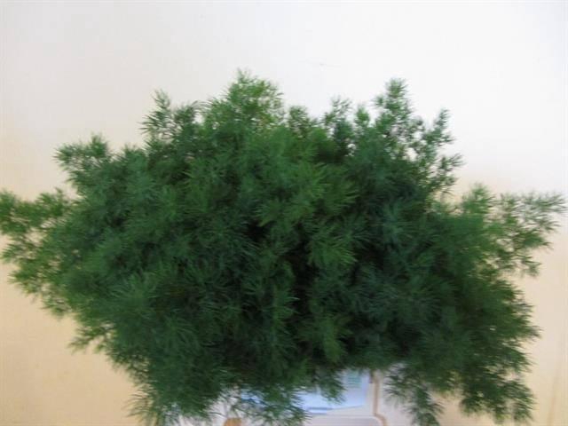 <h4>Asparagus Umbellatus X50 HPK</h4>