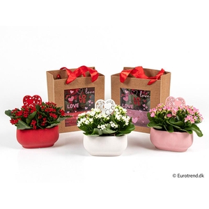 KALANCHOE BLOSSFELDIANA 'MINI'