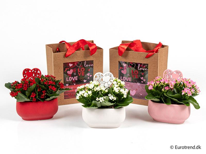 <h4>KALANCHOE BLOSSFELDIANA 'MINI'</h4>