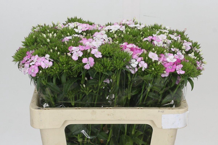 <h4>Dianthus Br Amazon Rose Magic</h4>