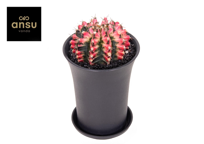 <h4>Gymno Cactus 'Multicolor' XL</h4>