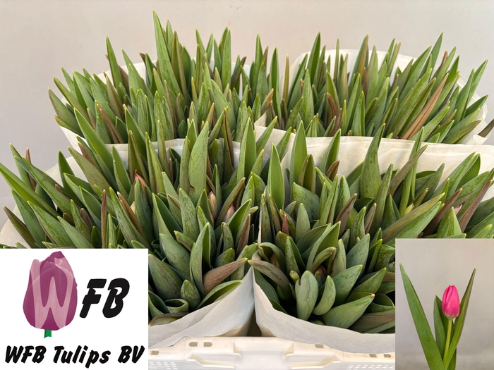 <h4>TU EN PINK ARDOUR</h4>