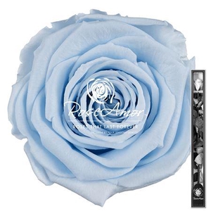 60cm Stem Blu89