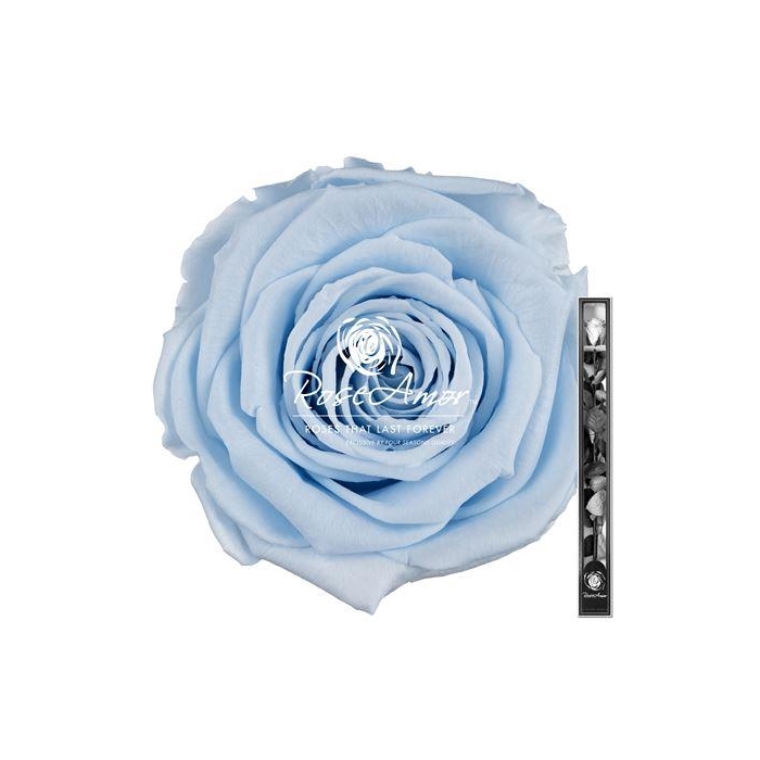 <h4>60cm Stem Blu89</h4>