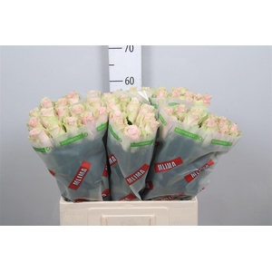 R Gr Pink Athena