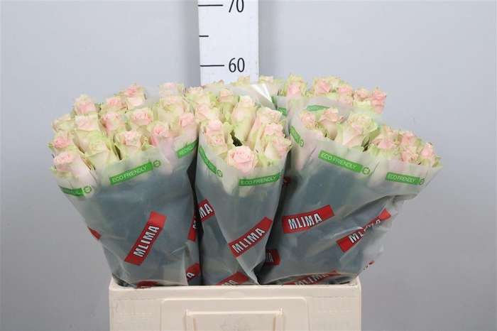 <h4>R Gr Pink Athena</h4>