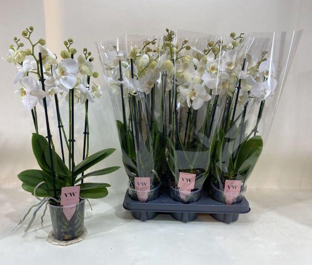 <h4>PHAL WHITE INVERNESS 5 TAK</h4>