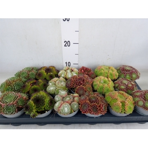 Sempervivum   ...