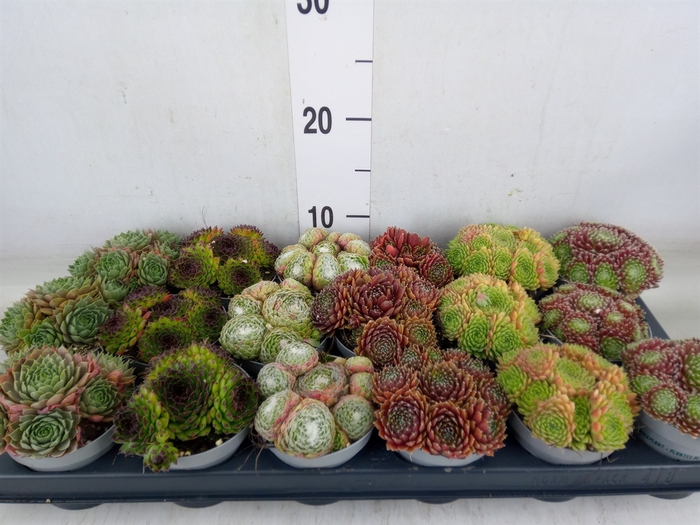 <h4>Sempervivum   ...</h4>