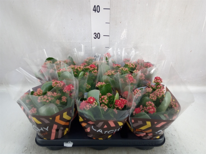 <h4>Kalanchoe blos. 'RosDon Amador'</h4>