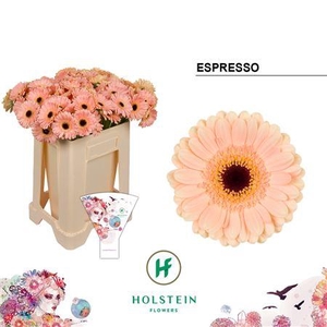 GE MI ESPRESSO EMMER HOES X80
