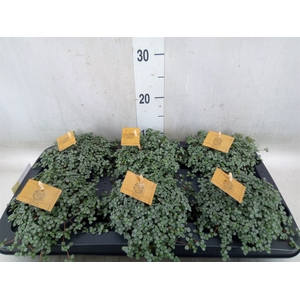 Pilea glaucophylla 'Greyzy'