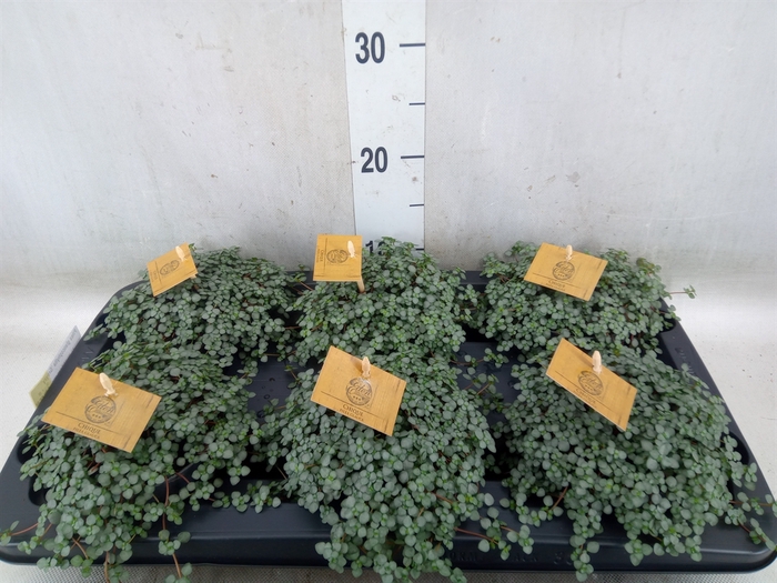 <h4>Pilea glaucophylla 'Greyzy'</h4>