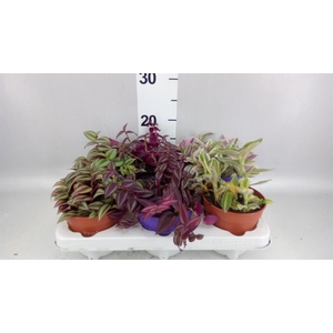 Tradescantia   ...mix