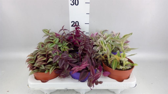 <h4>Tradescantia   ...mix</h4>