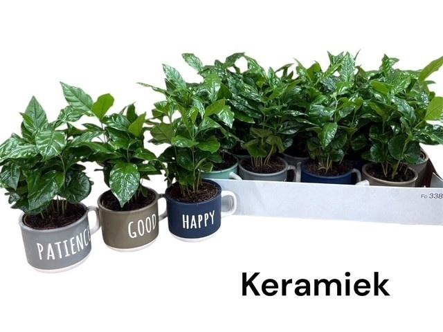 <h4>COFFEA ARABICA</h4>