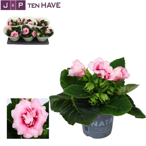 Gloxinia Sonata pink 13 cm Decorum