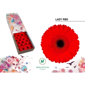 Gerbera Lady Red Doos