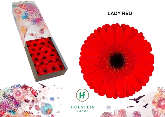 <h4>GE GR LADY RED</h4>