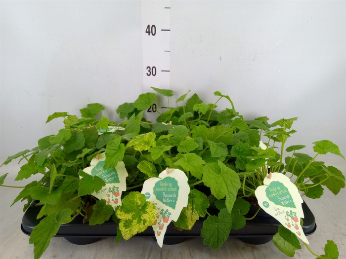 <h4>Tolmiea menziesii   ...variegated</h4>