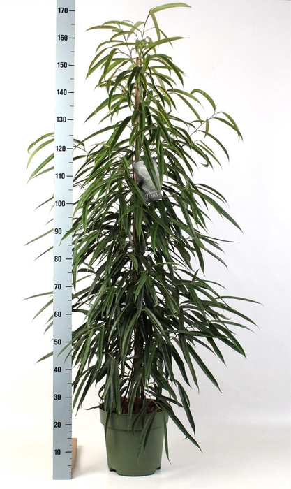 <h4>Ficus binn. 'Alii'</h4>