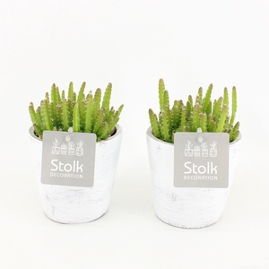 Hylocereus Undatus 10,5 in White Wash pot