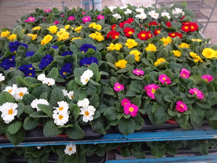 <h4>PRIM AC MIXK</h4>