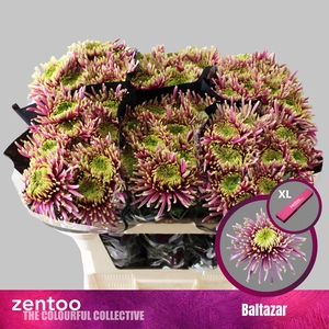 Chrysanten Chr G Baltazar