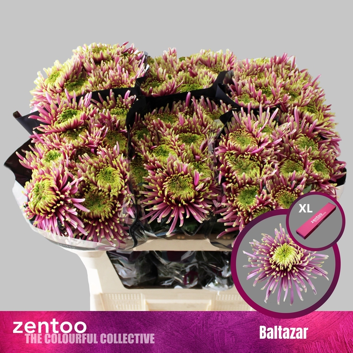 <h4>Chrysanten Chr G Baltazar</h4>