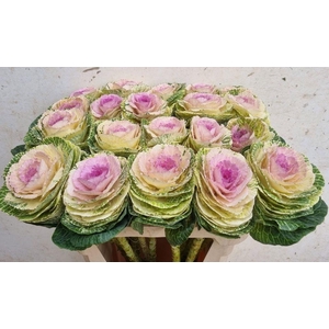 BRASS CRANE BICOLOUR