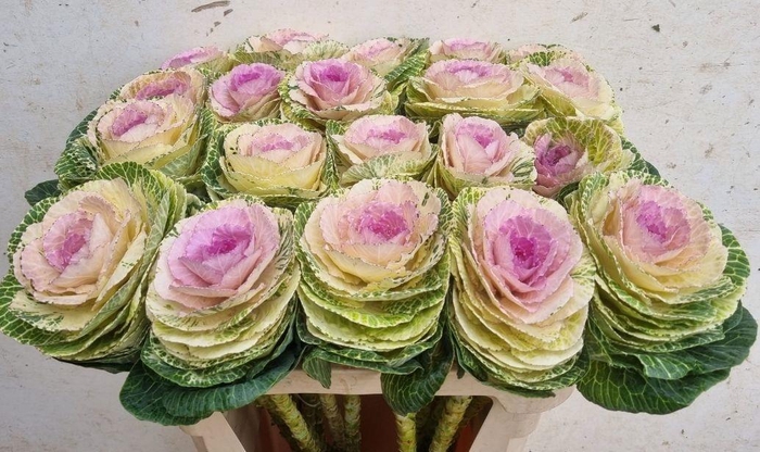 <h4>BRASS CRANE BICOLOUR</h4>