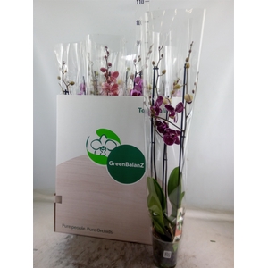 Phalaenopsis   ...mix