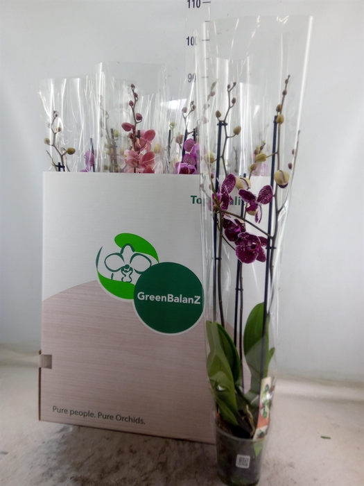 <h4>Phalaenopsis   ...mix</h4>