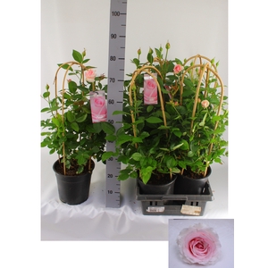 ROSA FL CLAS SELECT