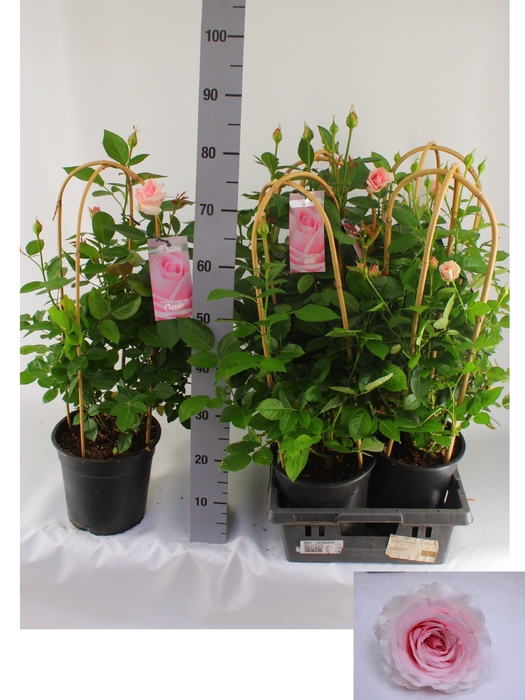 <h4>ROSA FL CLAS SELECT</h4>