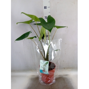 Alocasia zebrina
