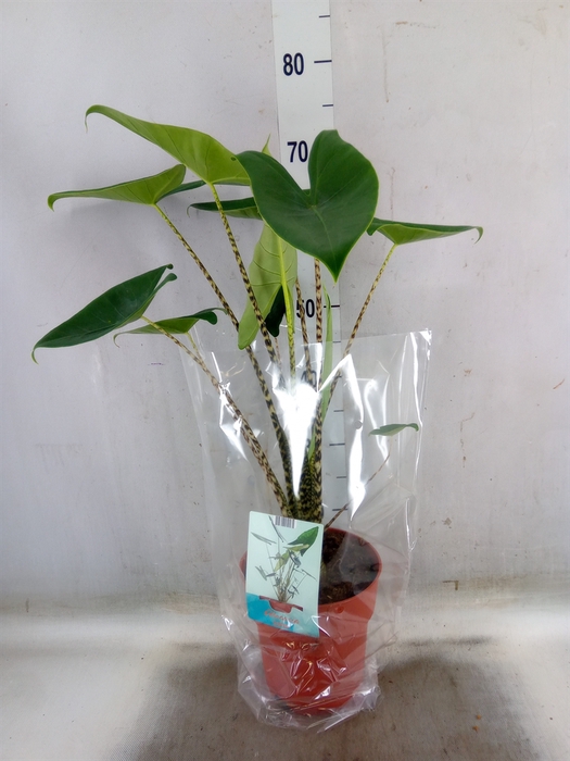 <h4>Alocasia zebrina</h4>