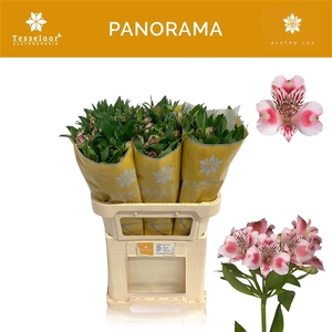 Alstroemeria Panorama 75 gr