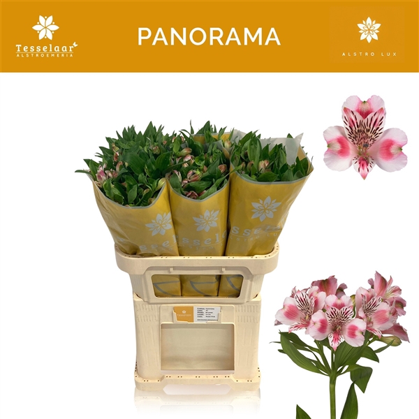 <h4>Alstroemeria Panorama 85 gr, jong gewas</h4>