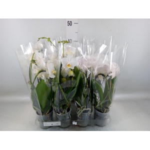 Phalaenopsis  'Elegant Cascade'