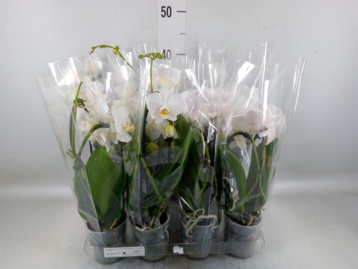 <h4>Phalaenopsis  'Elegant Cascade'</h4>