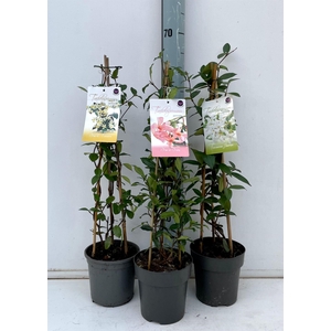 Trachelospermum jasm.