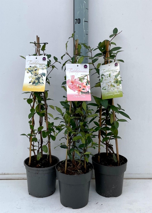 <h4>Trachelospermum jasm.</h4>