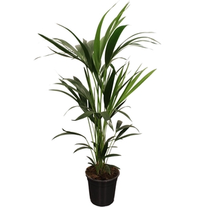 HOWEA FORSTERIANA