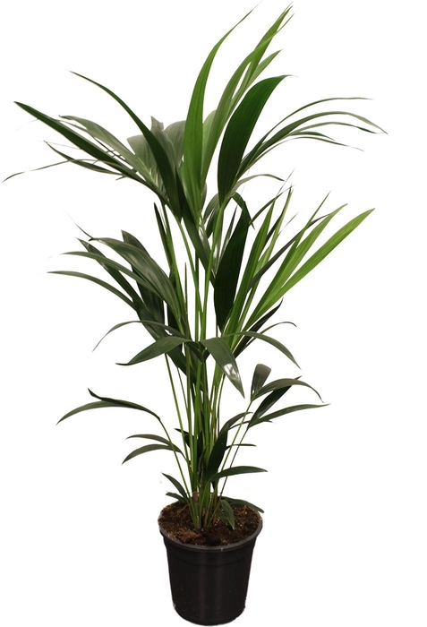 <h4>HOWEA FORSTERIANA</h4>