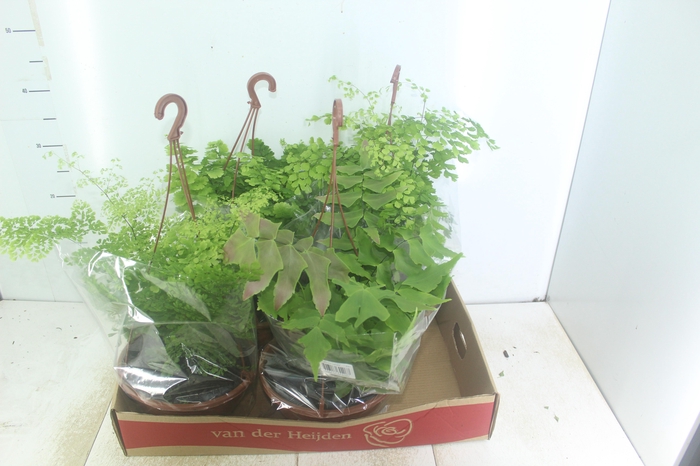 <h4>AVENCA VARIADA C21</h4>