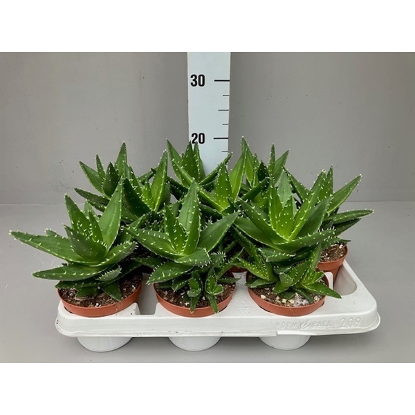 <h4>Aloe mitriformis</h4>