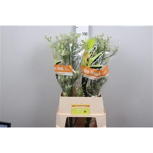 Anigoz Flavidus Green