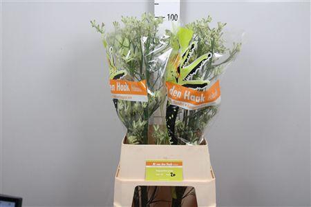 <h4>Anigoz Flavidus Green</h4>